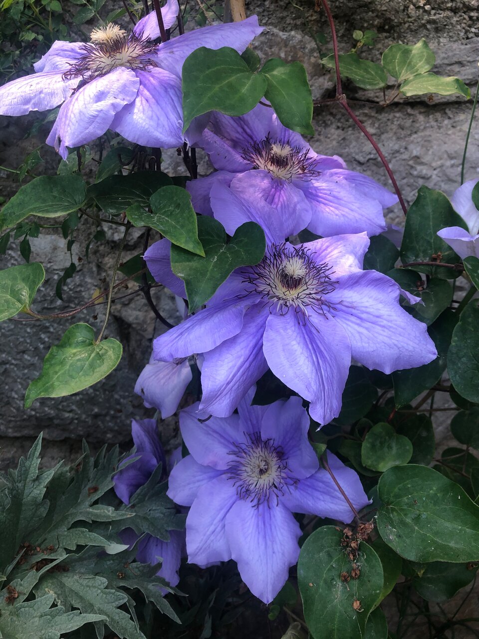 Гостевой дом Лавровый Сад Алупка-98