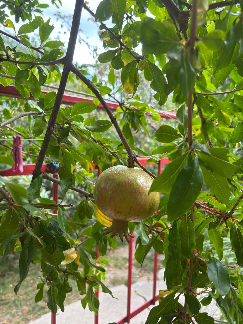 Гостевой дом Лавровый Сад Алупка-224