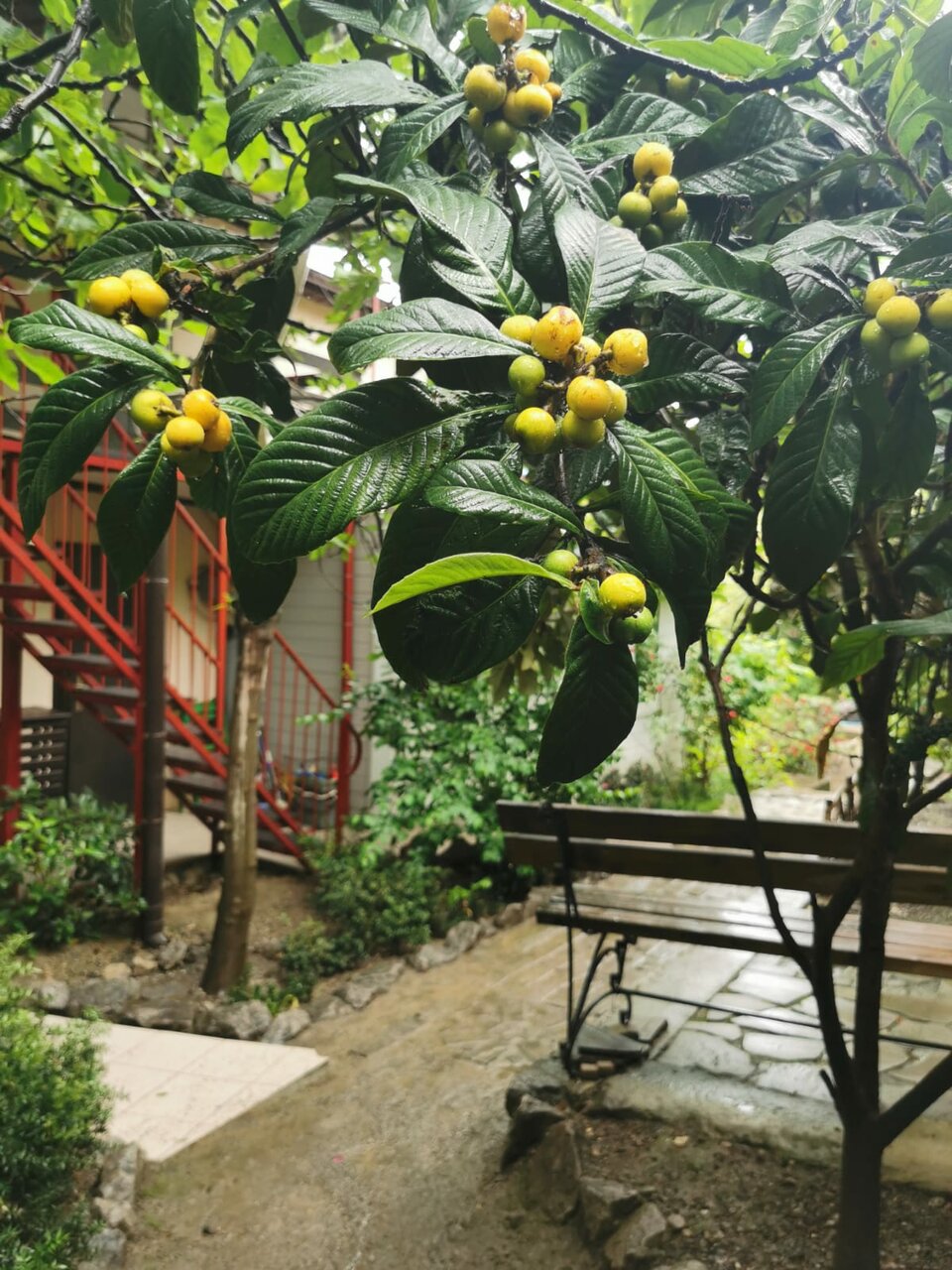 Гостевой дом Лавровый Сад Алупка-40