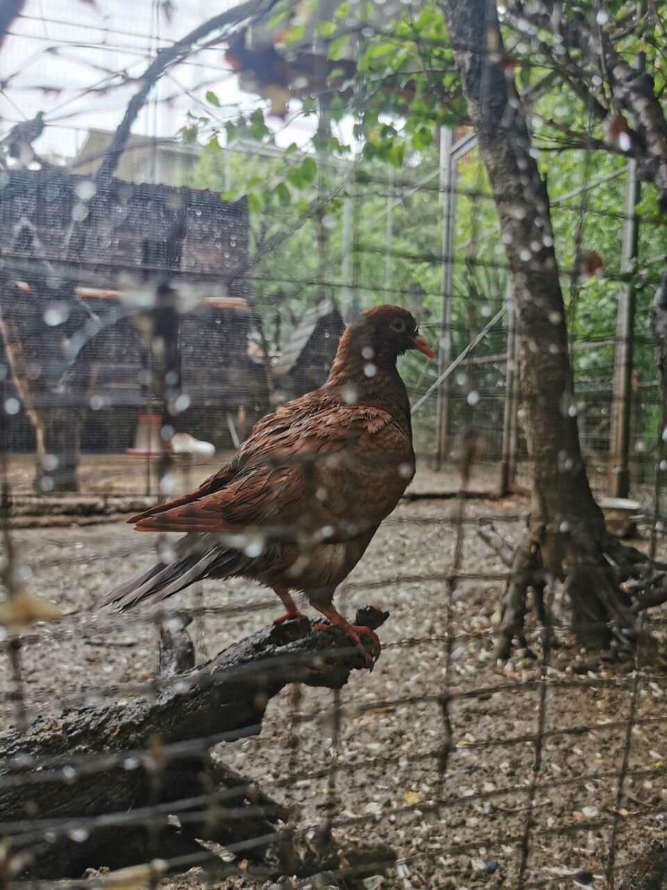 Гостевой дом Лавровый Сад Алупка-43