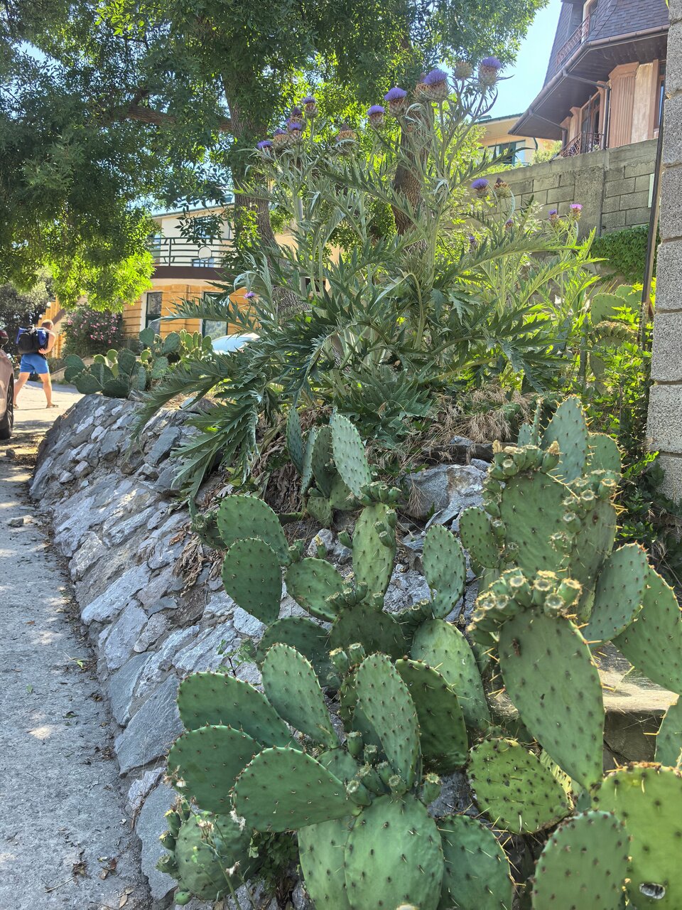 Гостевой дом Лавровый Сад Алупка-206