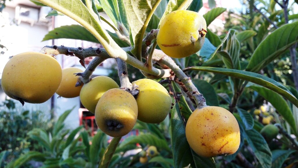 Гостевой дом Лавровый Сад Алупка-131