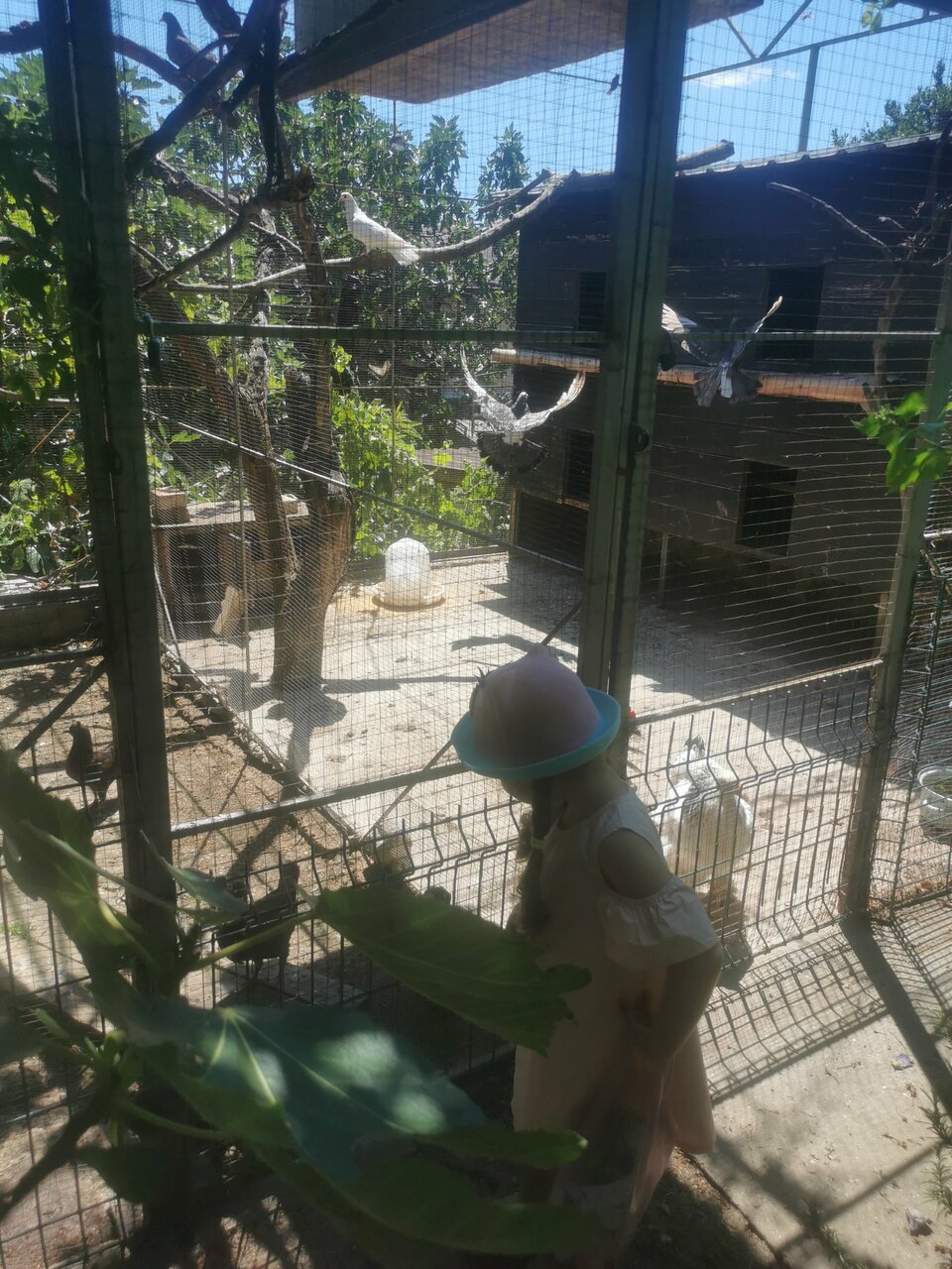 Гостевой дом Лавровый Сад Алупка-212