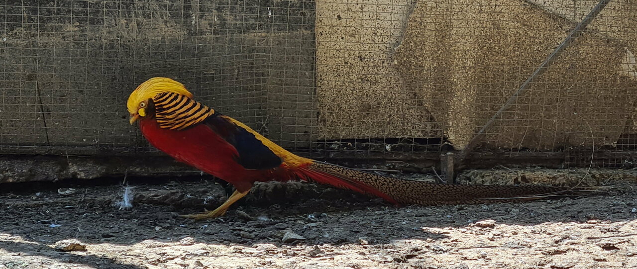 Гостевой дом Лавровый Сад Алупка-209