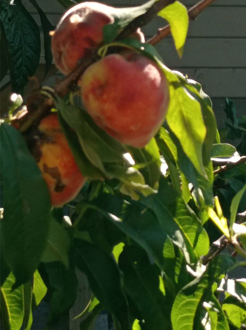 Гостевой дом Лавровый Сад Алупка-216