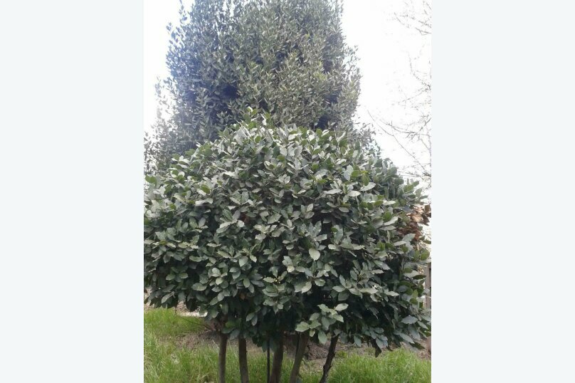 Гостевой дом Лавровый Сад Алупка-77