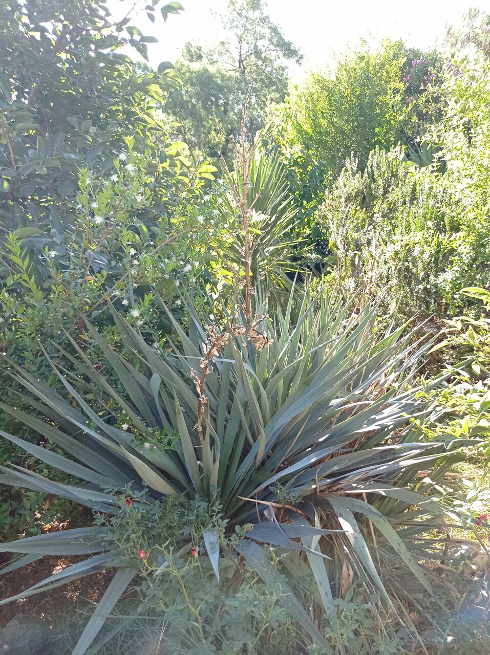 Гостевой дом Лавровый Сад Алупка-228
