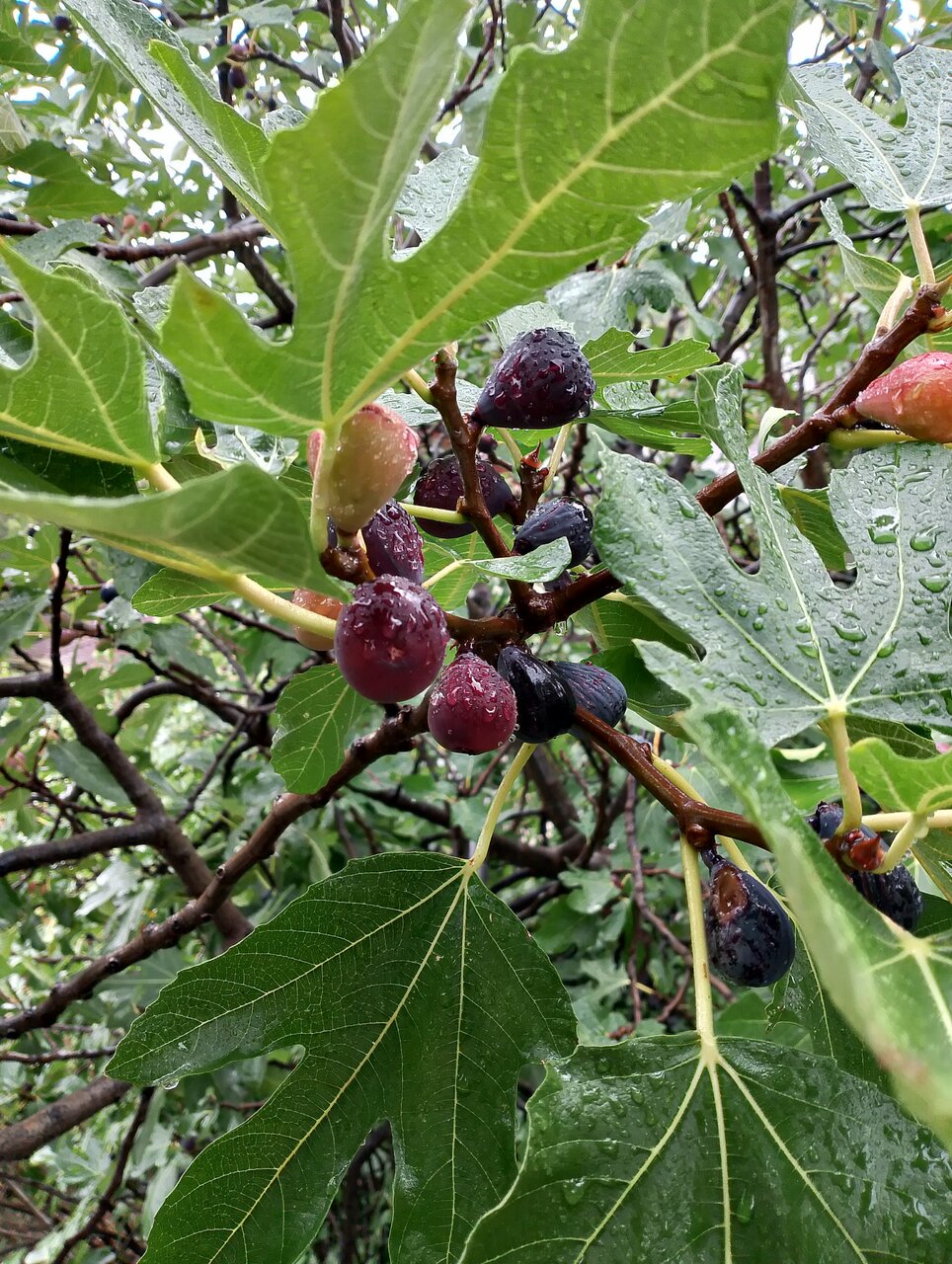Гостевой дом Лавровый Сад Алупка-231