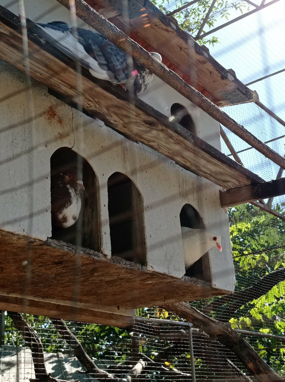 Гостевой дом Лавровый Сад Алупка-220