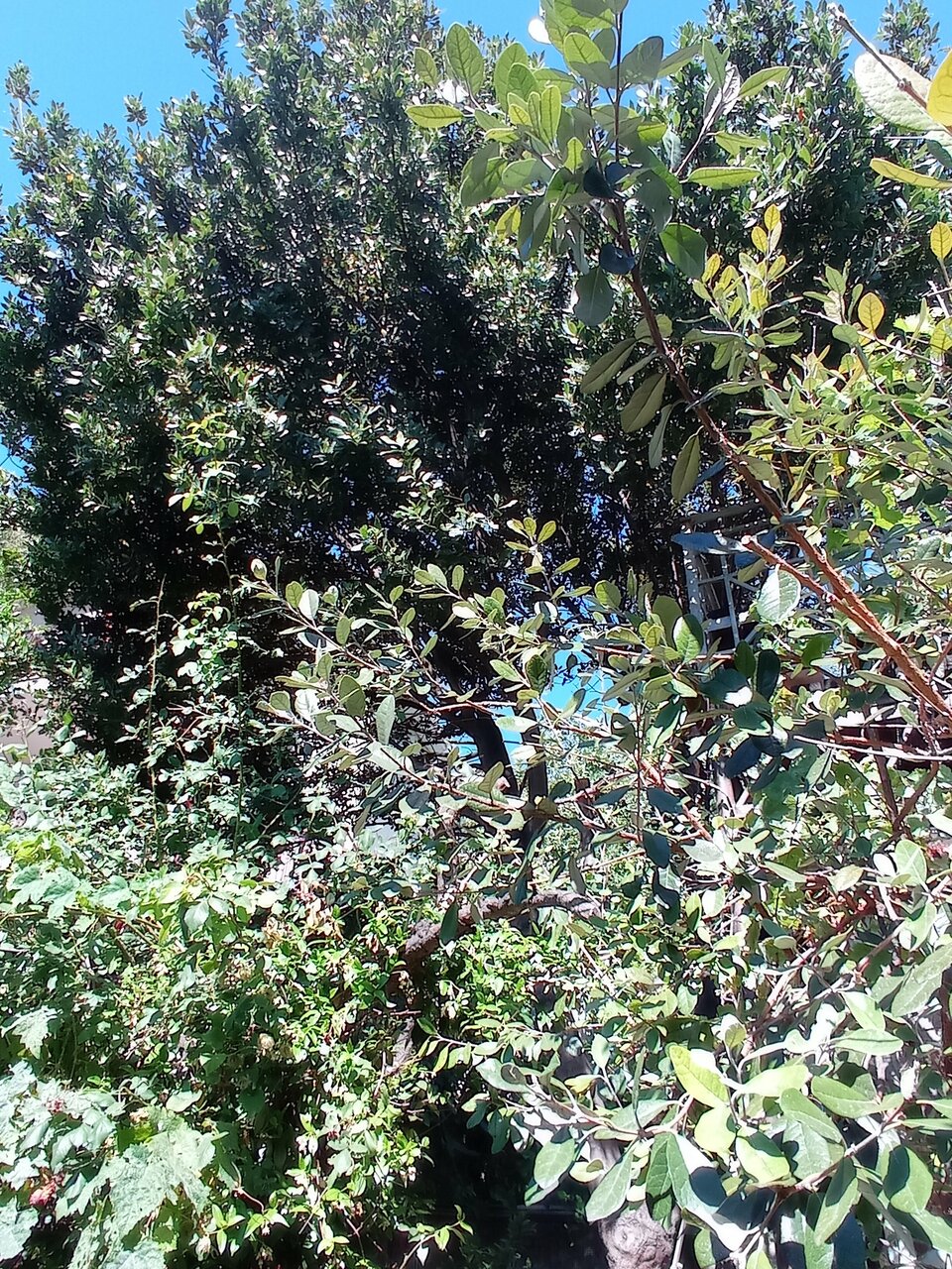 Гостевой дом Лавровый Сад Алупка-221