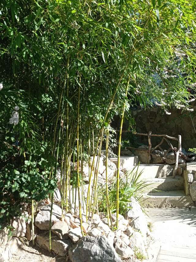 Гостевой дом Лавровый Сад Алупка-231