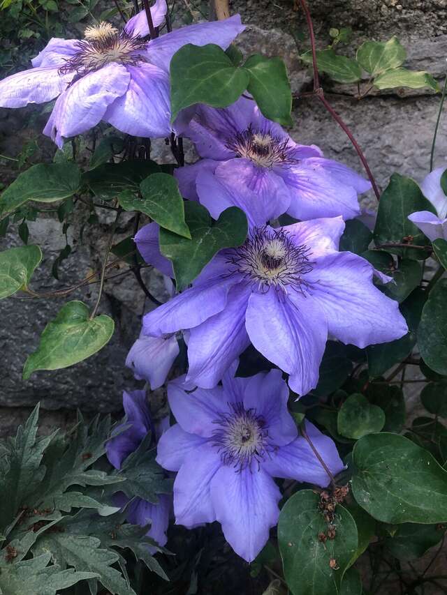 Гостевой дом Лавровый Сад Алупка-97