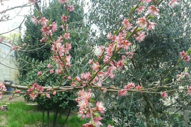 Гостевой дом Лавровый Сад Алупка-183