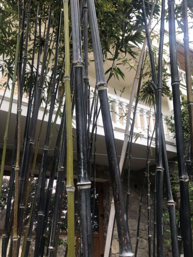 Гостевой дом Лавровый Сад Алупка-108