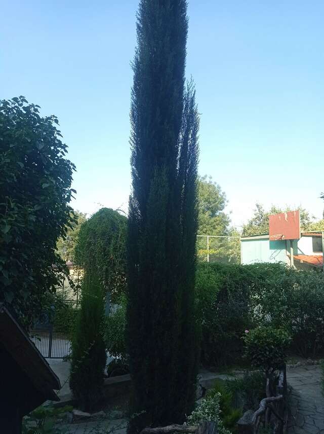 Гостевой дом Лавровый Сад Алупка-14