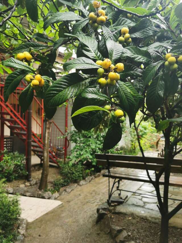 Гостевой дом Лавровый Сад Алупка-39