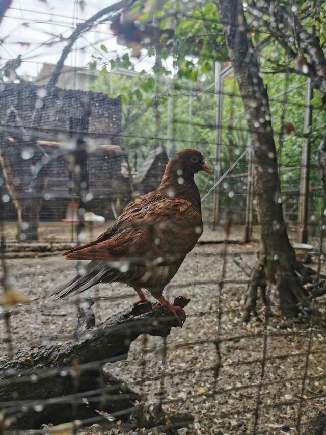 Гостевой дом Лавровый Сад Алупка-42