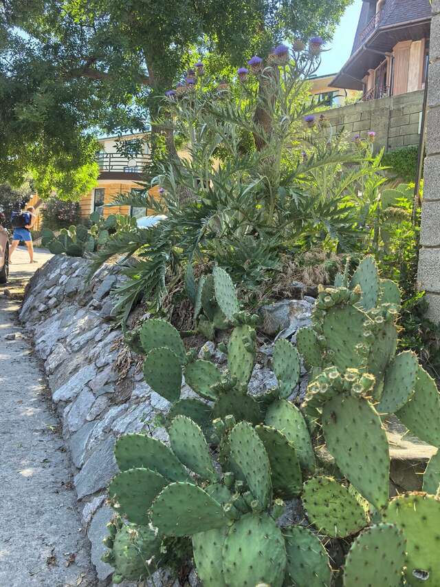 Гостевой дом Лавровый Сад Алупка-205