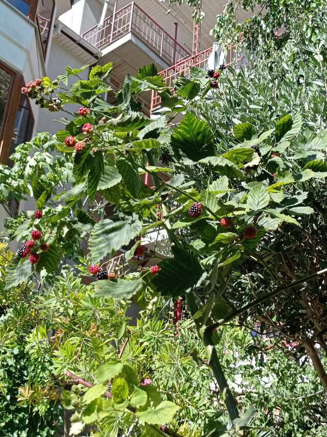 Гостевой дом Лавровый Сад Алупка-225