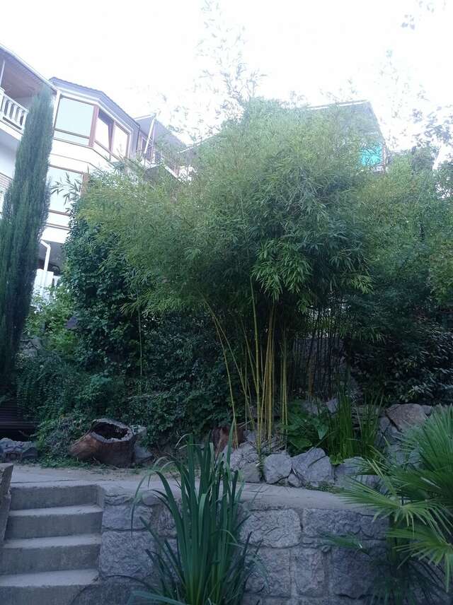 Гостевой дом Лавровый Сад Алупка-44