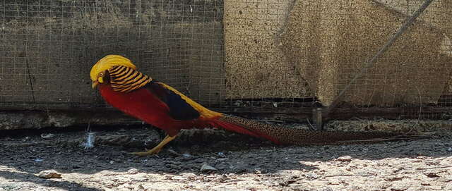 Гостевой дом Лавровый Сад Алупка-208
