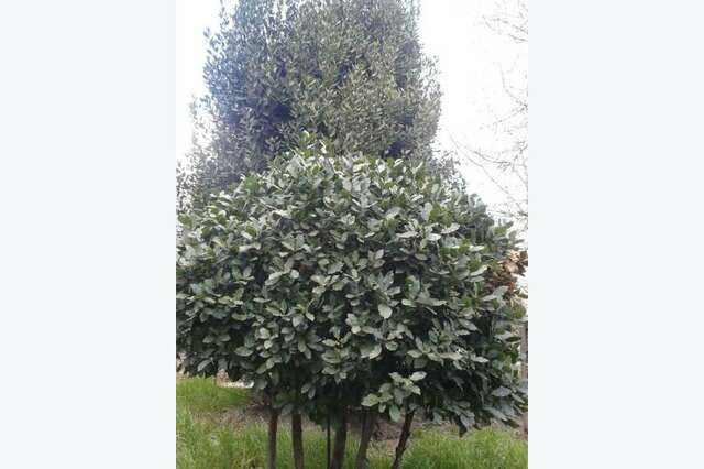 Гостевой дом Лавровый Сад Алупка-76