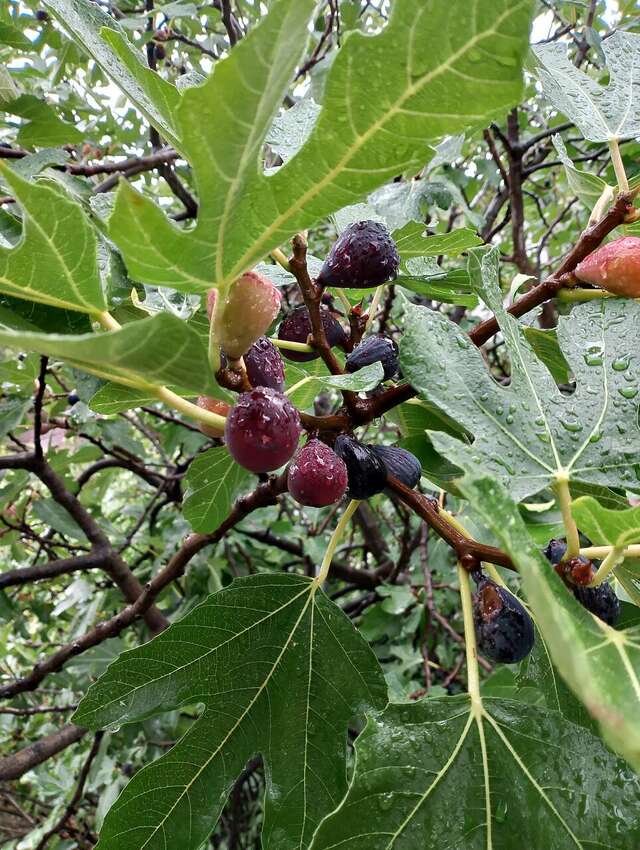 Гостевой дом Лавровый Сад Алупка-230