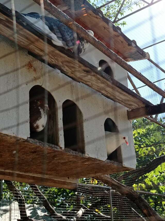 Гостевой дом Лавровый Сад Алупка-219